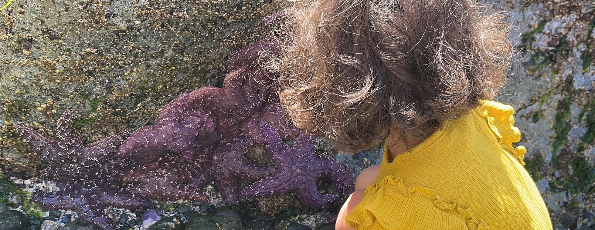 Tide Pools for Tots- July 18 (9:30-11:00 AM)